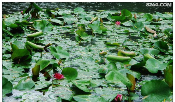 锦里在成都哪里