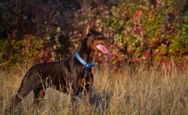 看家狗养什么最好