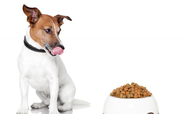 看家狗养什么最好