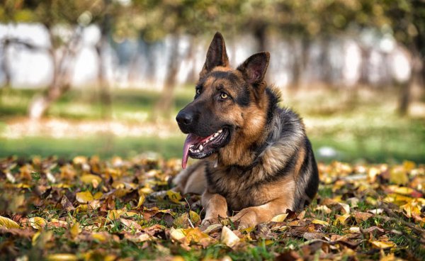 看家狗养什么最好