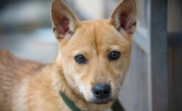 看家狗养什么最好