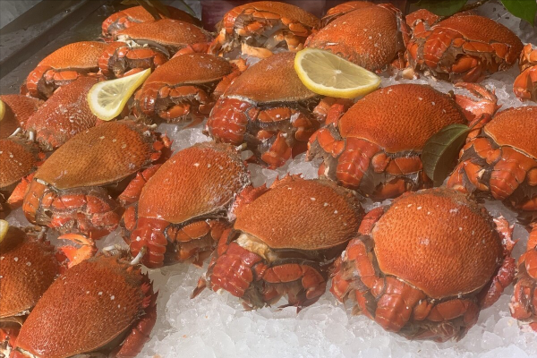 螃蟹的种类图片