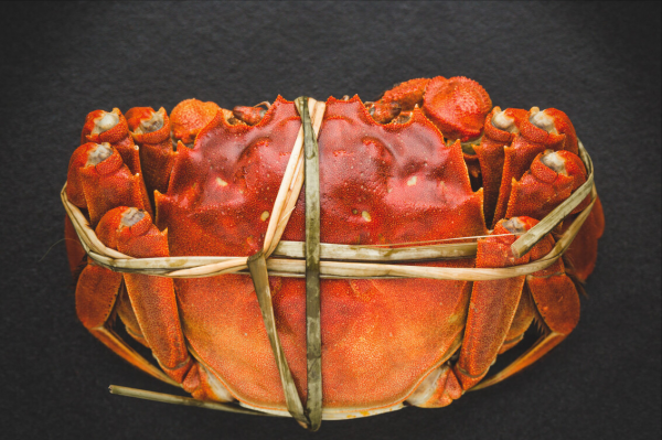 螃蟹的种类图片