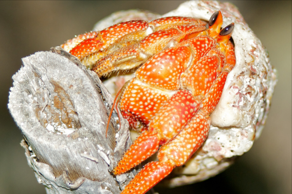 螃蟹的种类图片