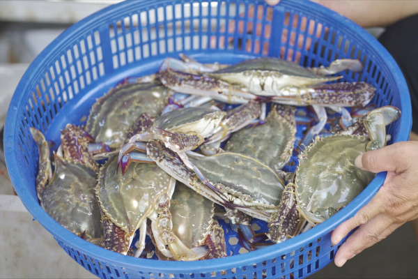 螃蟹的种类图片