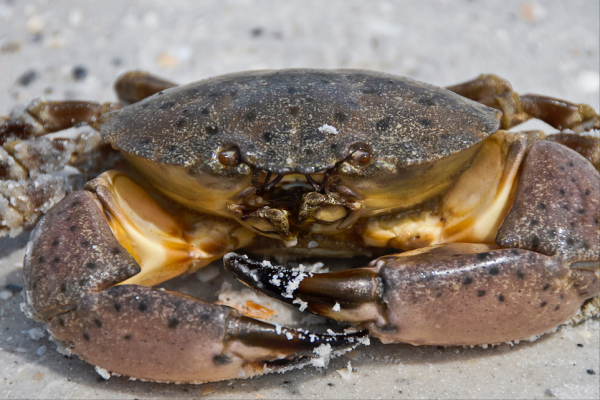 螃蟹的种类图片