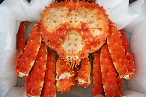 螃蟹的种类图片