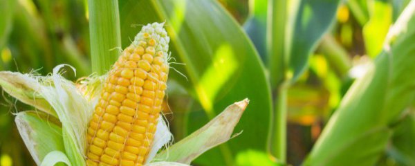 清明可以种玉米吗