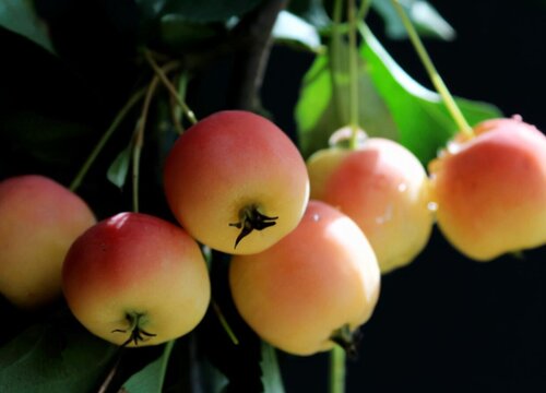 小小苹果叫什么名字