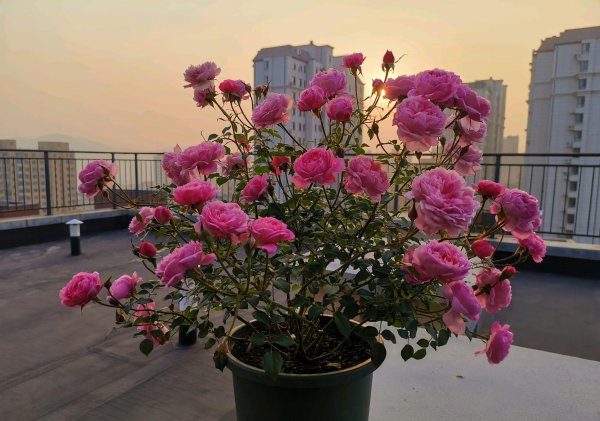 铃之妖精月季优缺点介绍