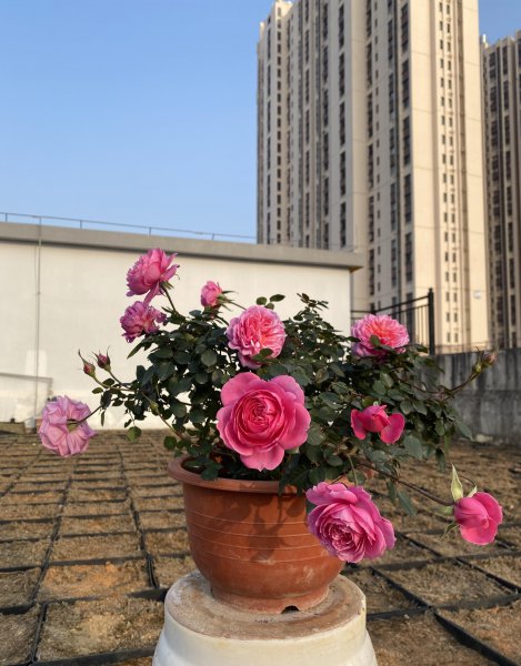 铃之妖精月季优缺点介绍