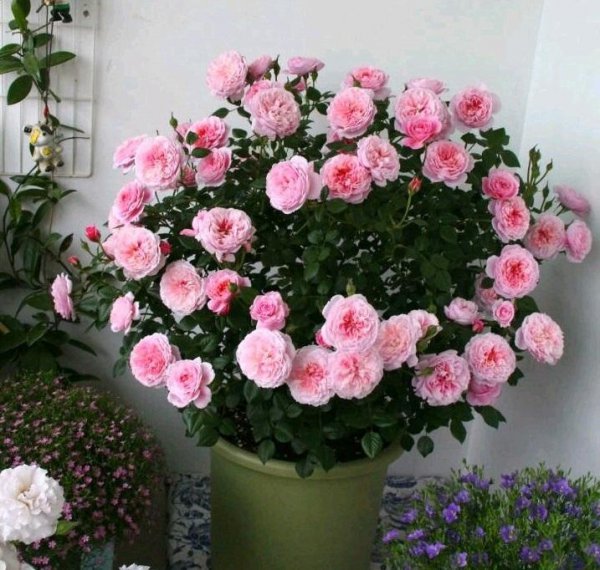 铃之妖精月季优缺点介绍