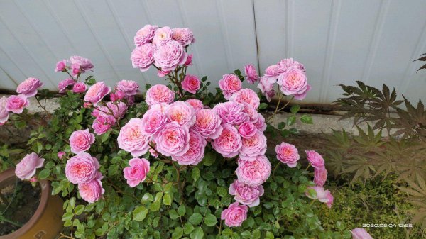 铃之妖精月季优缺点介绍