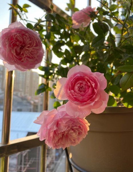 铃之妖精月季优缺点介绍