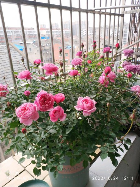 铃之妖精月季优缺点介绍