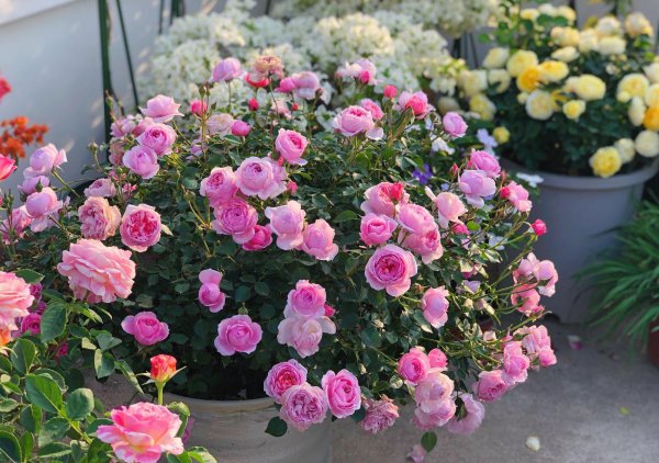 铃之妖精月季优缺点介绍