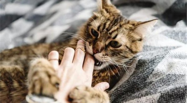 领养成年猫咪忌讳