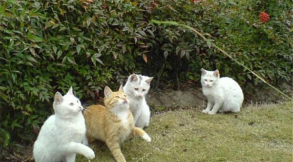 领养成年猫咪忌讳