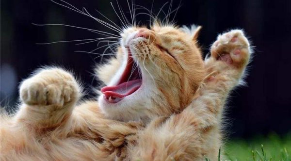 领养成年猫咪忌讳