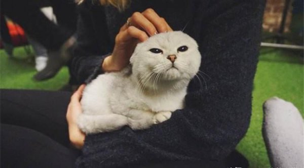 领养成年猫咪忌讳