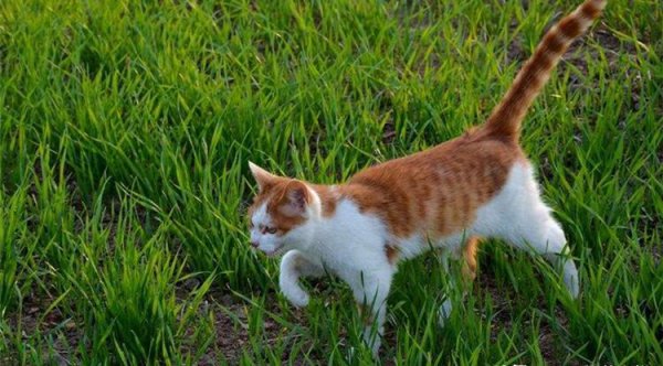 领养成年猫咪忌讳
