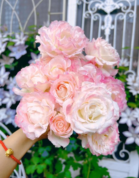 六翼天使月季特点与样子