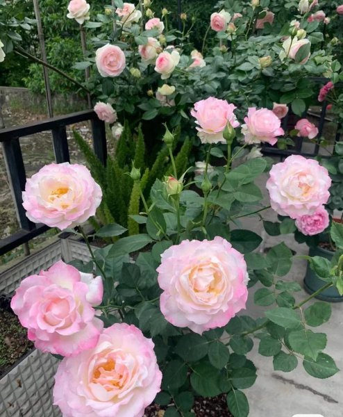 六翼天使月季特点与样子