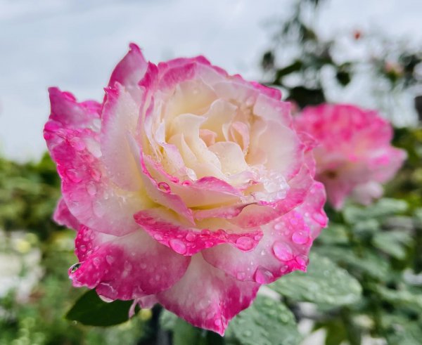 六翼天使月季特点与样子