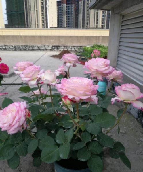 六翼天使月季特点与样子