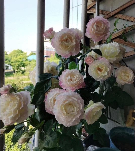 六翼天使月季特点与样子