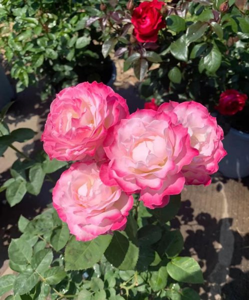 六翼天使月季特点与样子