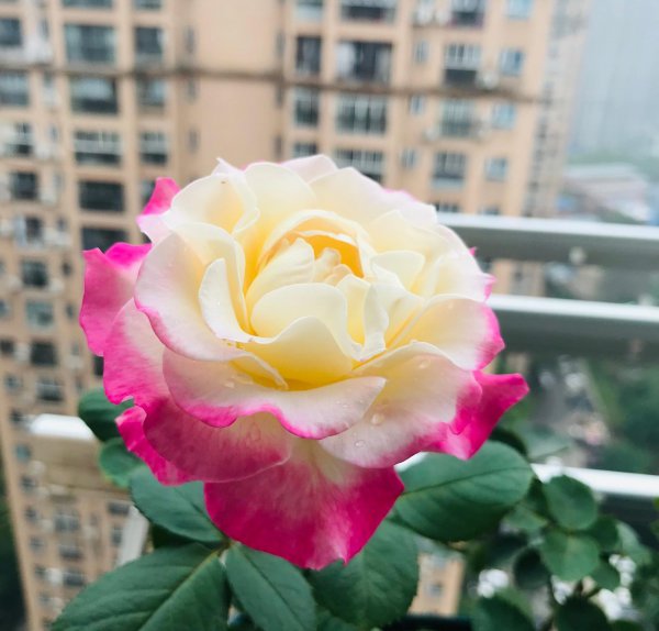 六翼天使月季特点与样子