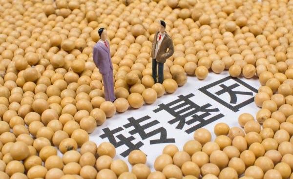 转基因油是什么意思