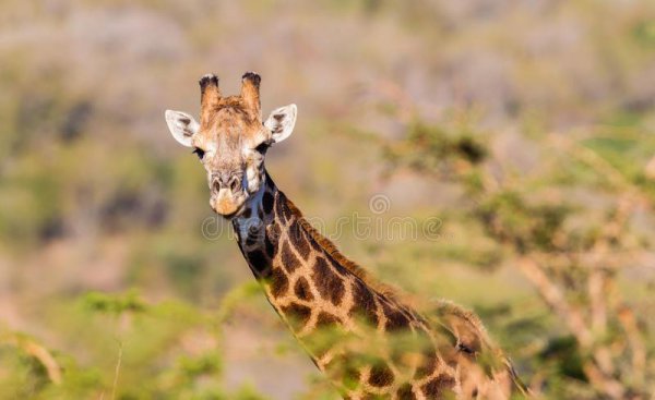 大象是食肉还是食草动物