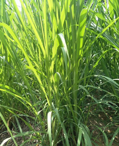 大象是食肉还是食草动物