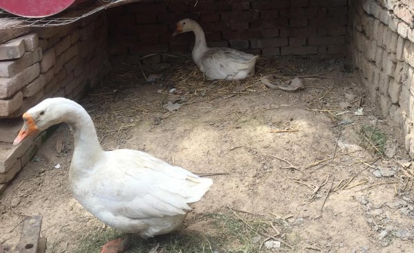 四种灵性动物不能放生