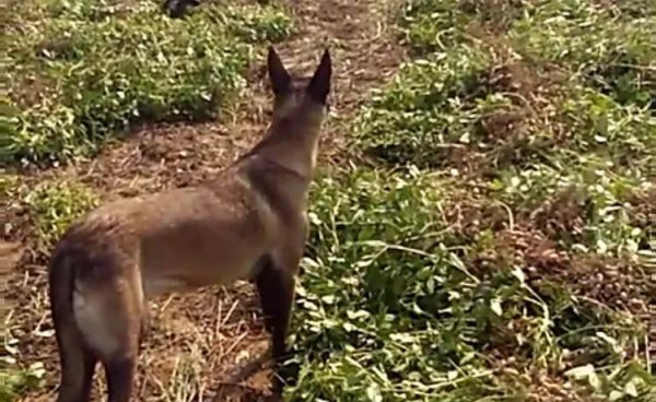 四种灵性动物不能放生