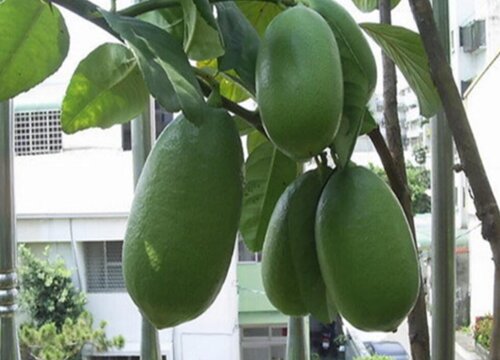 柠檬哪个品种最好吃最受欢迎