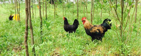 散养鸡一亩地养多少只合适