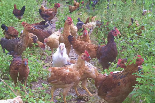 散养鸡一亩地养多少只合适