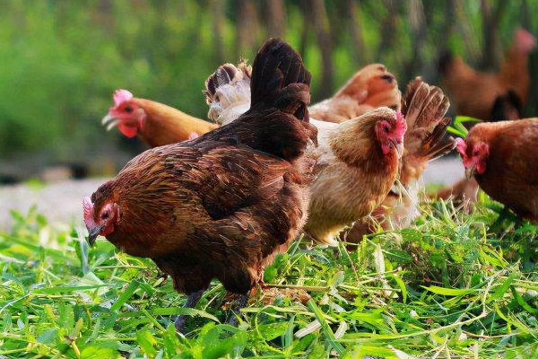 散养鸡一亩地养多少只合适