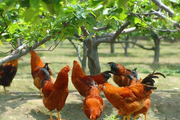 散养鸡一亩地养多少只合适