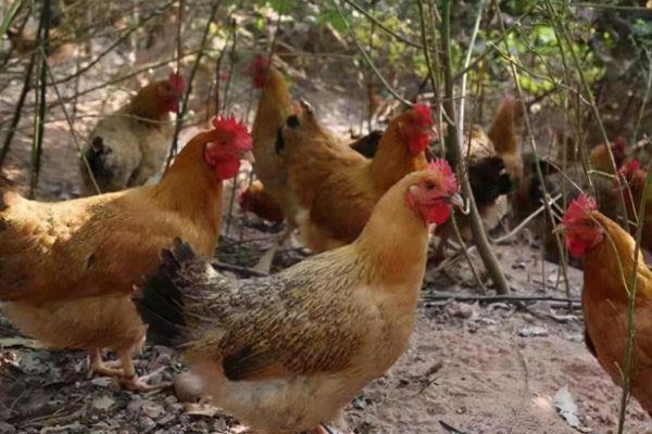 散养鸡一亩地养多少只合适