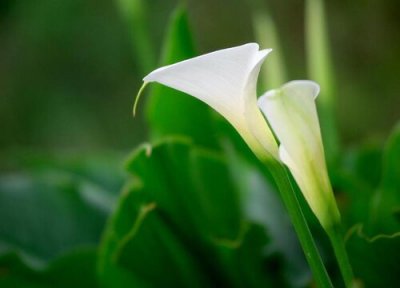 海芋开花是什么样子的 开花是怎么回事