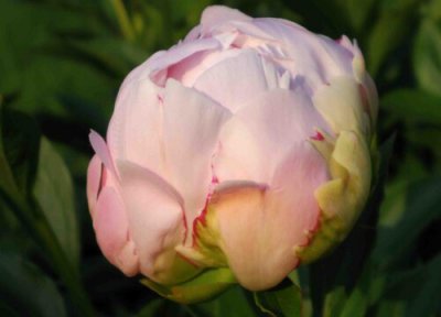 牡丹一年开几次花 在什么时候开花