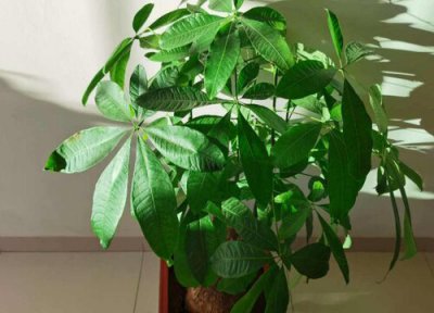 发财树怎么过冬不死诀窍 冬季怎么保暖养护能安全越冬