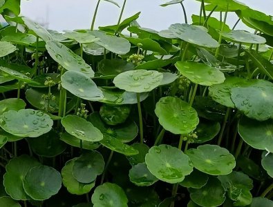 铜钱草喜欢阳光吗 铜钱草喜阴还是喜阳的植物