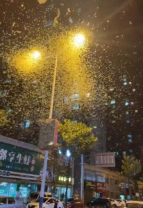 蜉蝣是益虫还是害虫 蜉蝣到底是哪来的