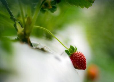 草莓耐寒吗 草莓耐寒最低温度及过冬方法