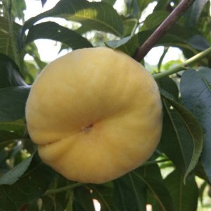 目前最好的油蟠桃品种中蟠13介绍 中油蟠13号特点